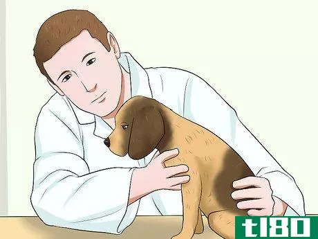 Image titled Diagnose Epilepsy in Beagles Step 6