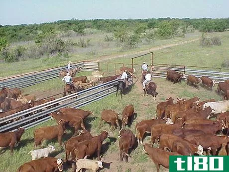 Image titled Working Cattle sorting