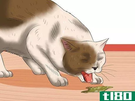 Image titled Diagnose High Thyroid Levels in a Cat Step 6