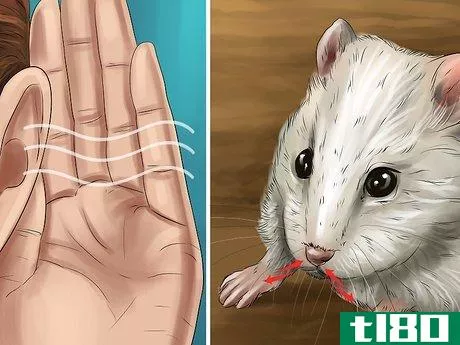 Image titled Diagnose Hamster Respiratory Illnesses Step 2