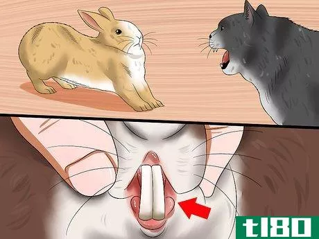 Image titled Diagnose Digestive Problems in Rabbits Step 3