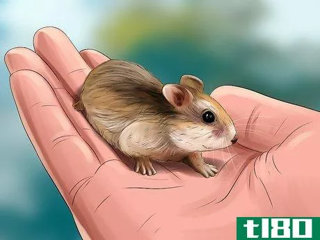 Image titled Diagnose Hamster Respiratory Illnesses Step 4