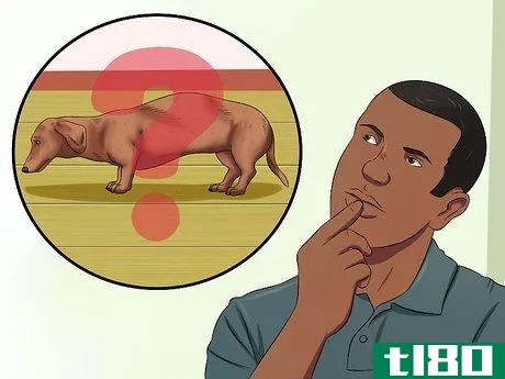 Image titled Diagnose Back Problems in Dachshunds Step 11