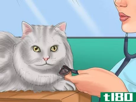 Image titled Diagnose Feline Hepatic Lipidosis Step 8