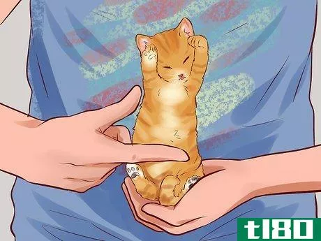 Image titled Feed a Newborn Kitten Step 13