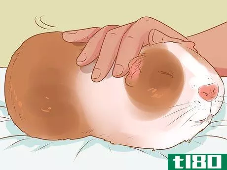 Image titled Diagnose and Treat Urinary Problems in Guinea Pigs Step 6