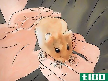 Image titled Disinfect a Hamster's Cage Step 12