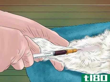 Image titled Diagnose and Treat Feline Bronchitis Step 5
