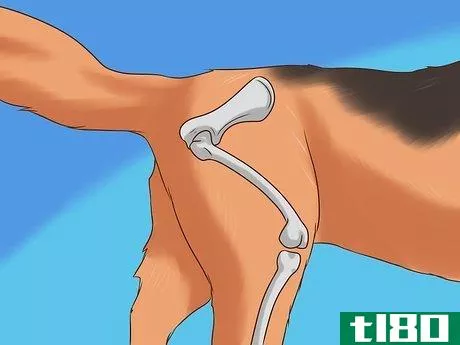Image titled Detect Canine Hip Dysplasia Step 16