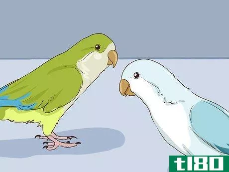 Image titled Entertain a Quaker Parrot Step 6