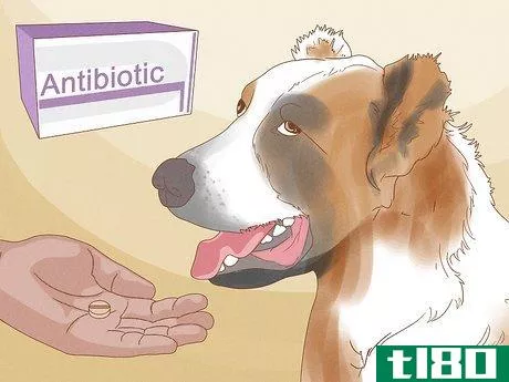Image titled Diagnose and Treat Your Dog's Itchy Skin Problems Step 19