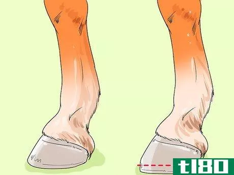 Image titled Ease Your Horse's Sore Hooves After Trimming Step 2