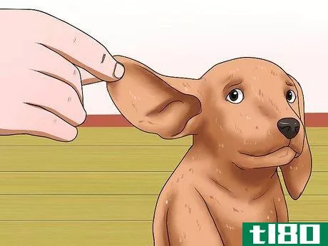 Image titled Diagnose Canine Allergies Step 2