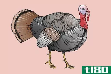 Image titled Draw a Turkey Step 23