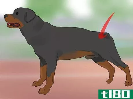 Image titled Diagnose Dysplasia in Rottweilers Step 2