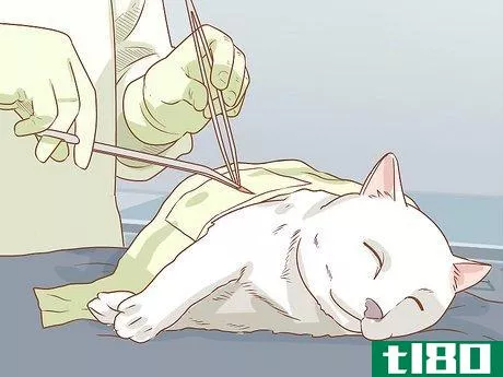 Image titled Diagnose and Treat Megacolon in Cats Step 8