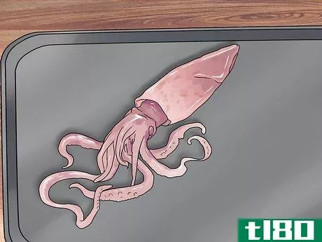 Image titled Dissect a Squid Step 4