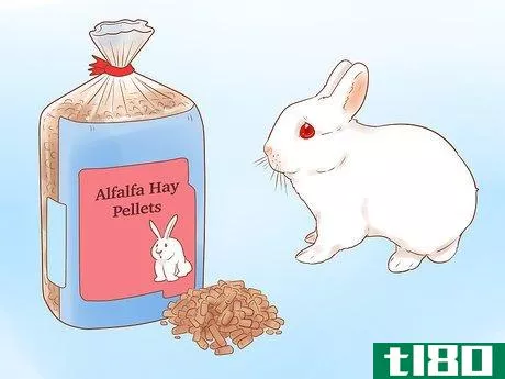 如何用小球喂兔子(feed your rabbit with pellets)