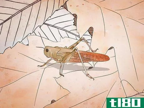 如何解剖蝗虫(dissect a locust)