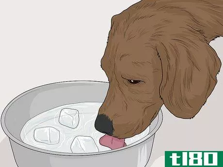 Image titled Feed a Sick Dog Step 20