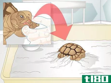 Image titled Diagnose Stomatitis in Tortoises Step 11