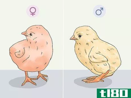 Image titled Determine the Sex of a Chicken Step 12