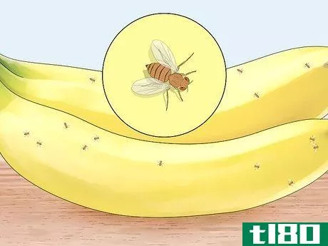 Image titled Distinguish Between Male and Female Fruit Flies Step 9