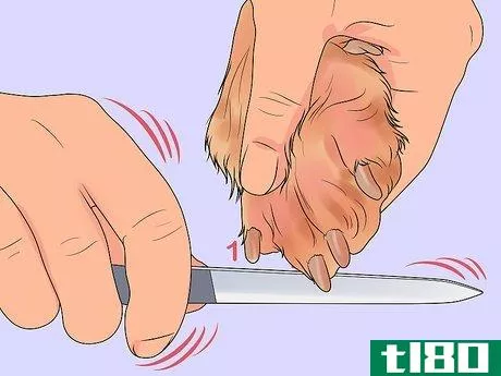 Image titled File a Dog's Nails Step 4