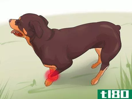 Image titled Diagnose Arthritis in Rottweilers Step 1