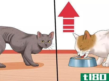 Image titled Diagnose High Thyroid Levels in a Cat Step 2