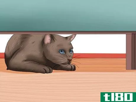 Image titled Diagnose High Thyroid Levels in a Cat Step 4