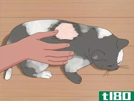 Image titled Diagnose and Treat Frostbite in Cats Step 8