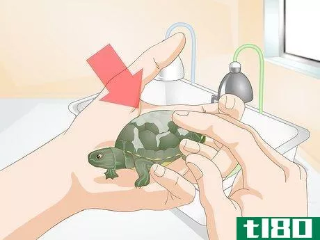 Image titled Feed Your Turtle if It is Refusing to Eat Step 3