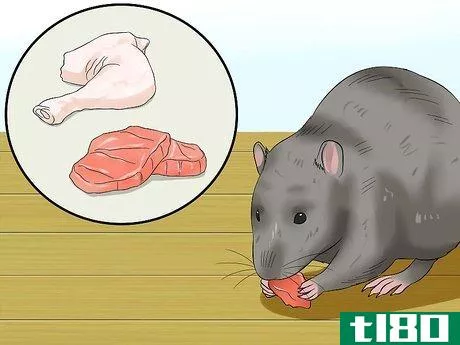 如何喂宠物老鼠(feed a pet rat)