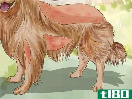 Image titled Diagnose Skin Allergies in Golden Retrievers Step 2
