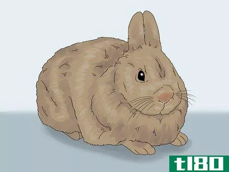 Image titled Determine the Sex of a Rabbit Step 2
