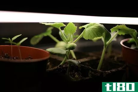 Image titled Grow lights at work 3755
