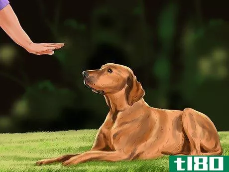 Image titled Encourage Your Senior Dog to Play Step 2