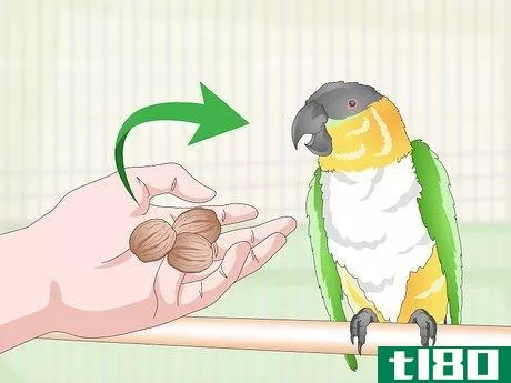 Image titled Feed a Caique Parrot Step 7