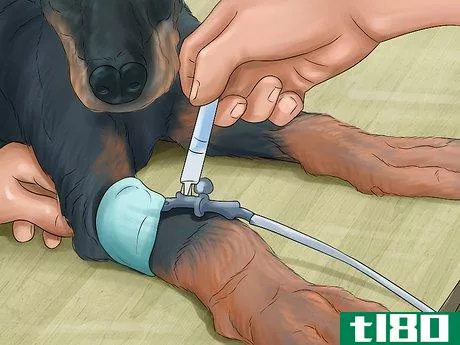 Image titled Diagnose Heart Conditions in Doberman Pinschers Step 4