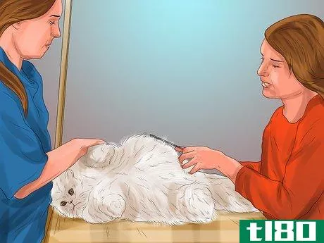 Image titled Find a Professional Cat Groomer Step 8