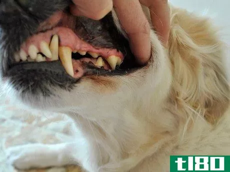 Image titled Diagnose Canine Periodontal Disease Step 4