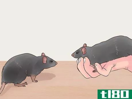 Image titled Exercise a Pet Rat Step 12