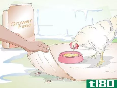 Image titled Feed Chickens during the Winter Step 3