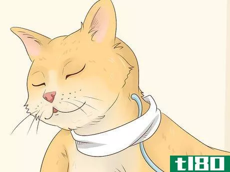 Image titled Feed a Feline Cancer Patient Step 15