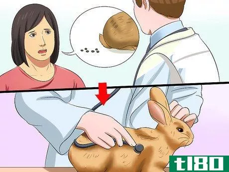Image titled Diagnose Digestive Problems in Rabbits Step 5