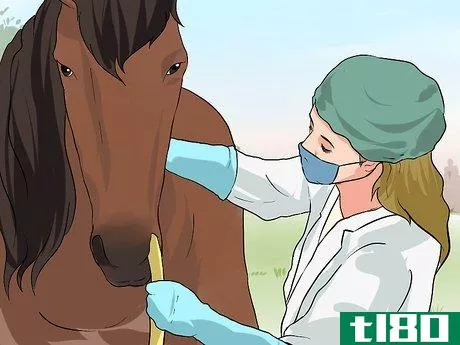 Image titled Diagnose Heaves in Horses Step 13
