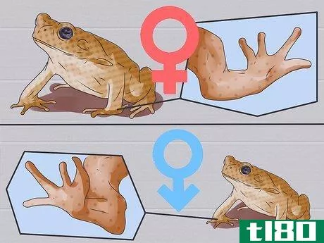 Image titled Dissect a Frog Step 5