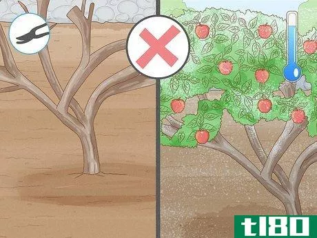 Image titled Fertilize an Apple Tree Step 10