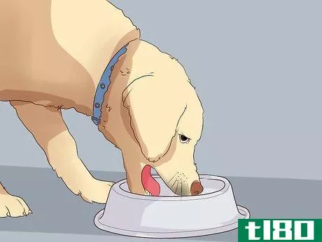 Image titled Exercise With Your Dog Step 7